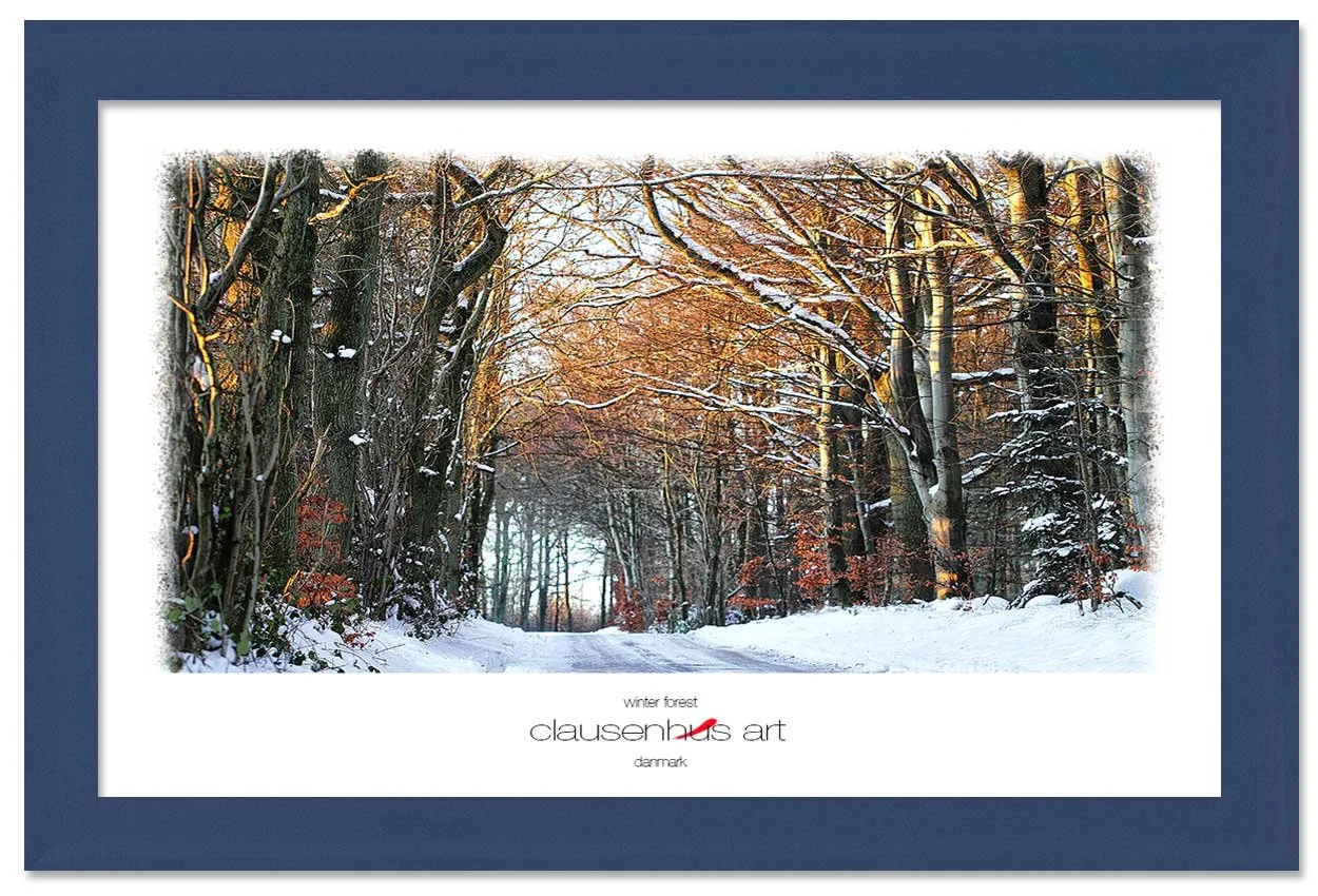 winter-forest-copy.jpg