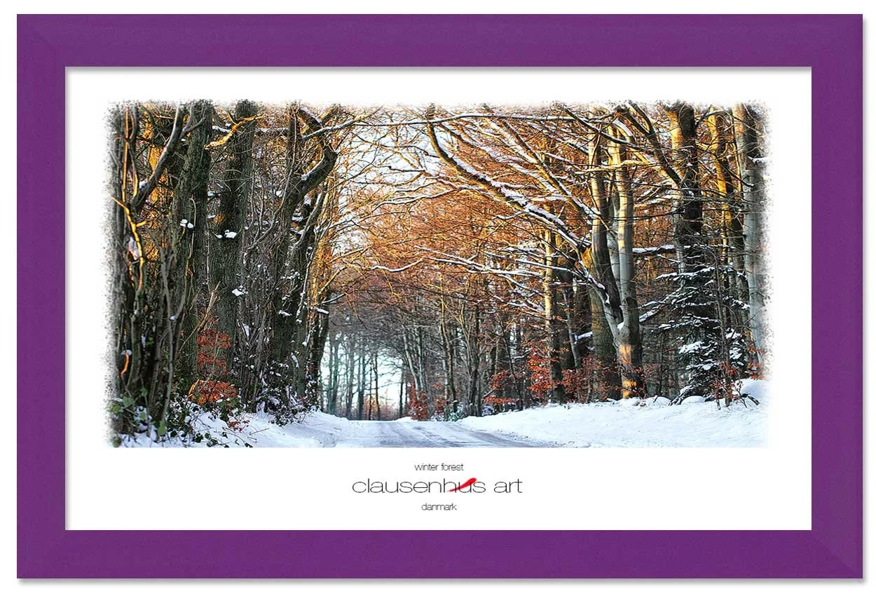 winter-forest-copy.jpg