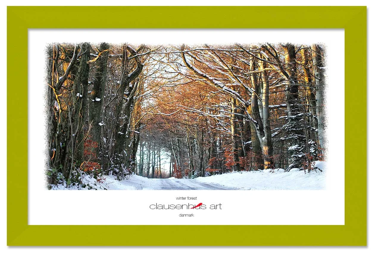 winter-forest-copy.jpg