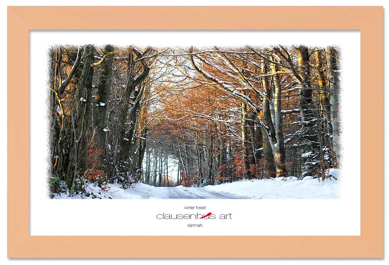 winter-forest-copy.jpg