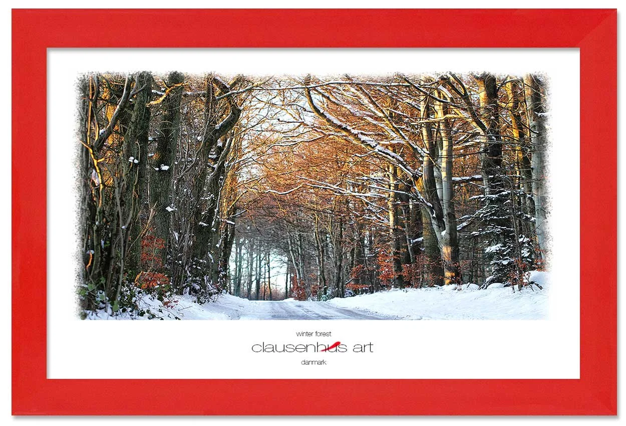 winter-forest-copy.jpg