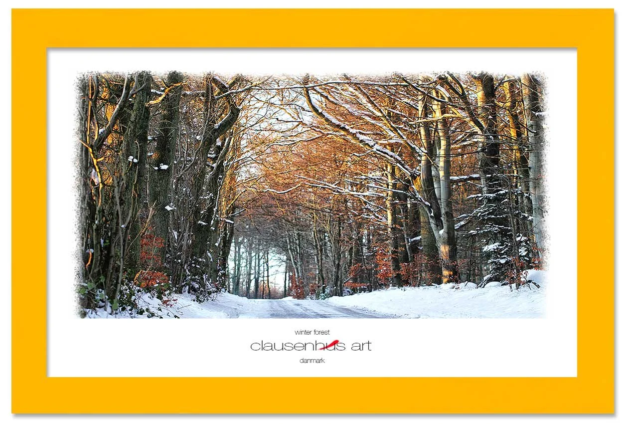 winter-forest-copy.jpg