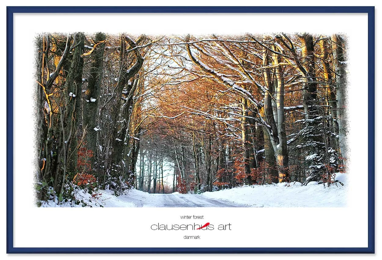 winter-forest-copy.jpg