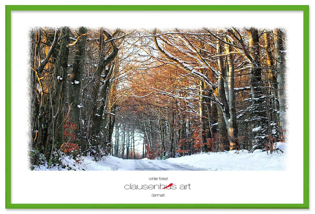 winter-forest-copy.jpg