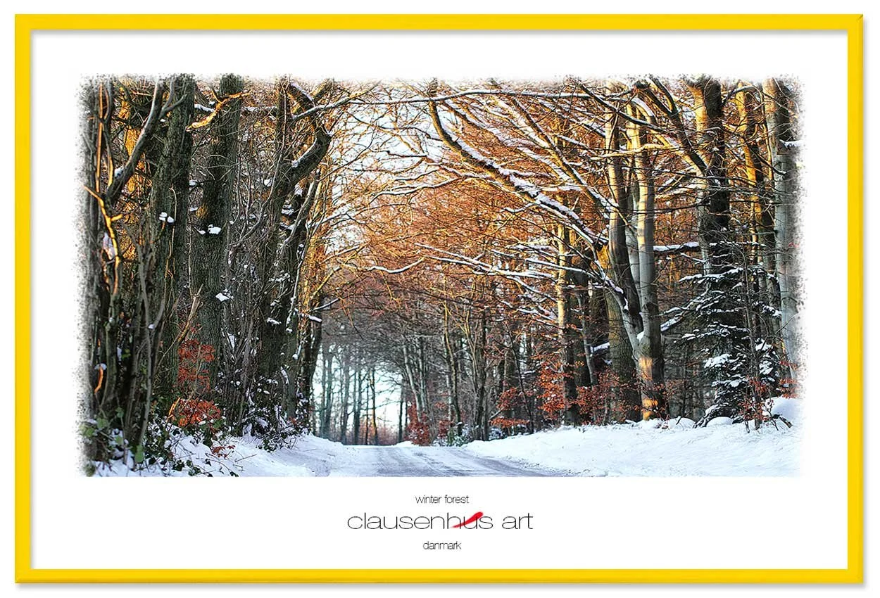 winter-forest-copy.jpg