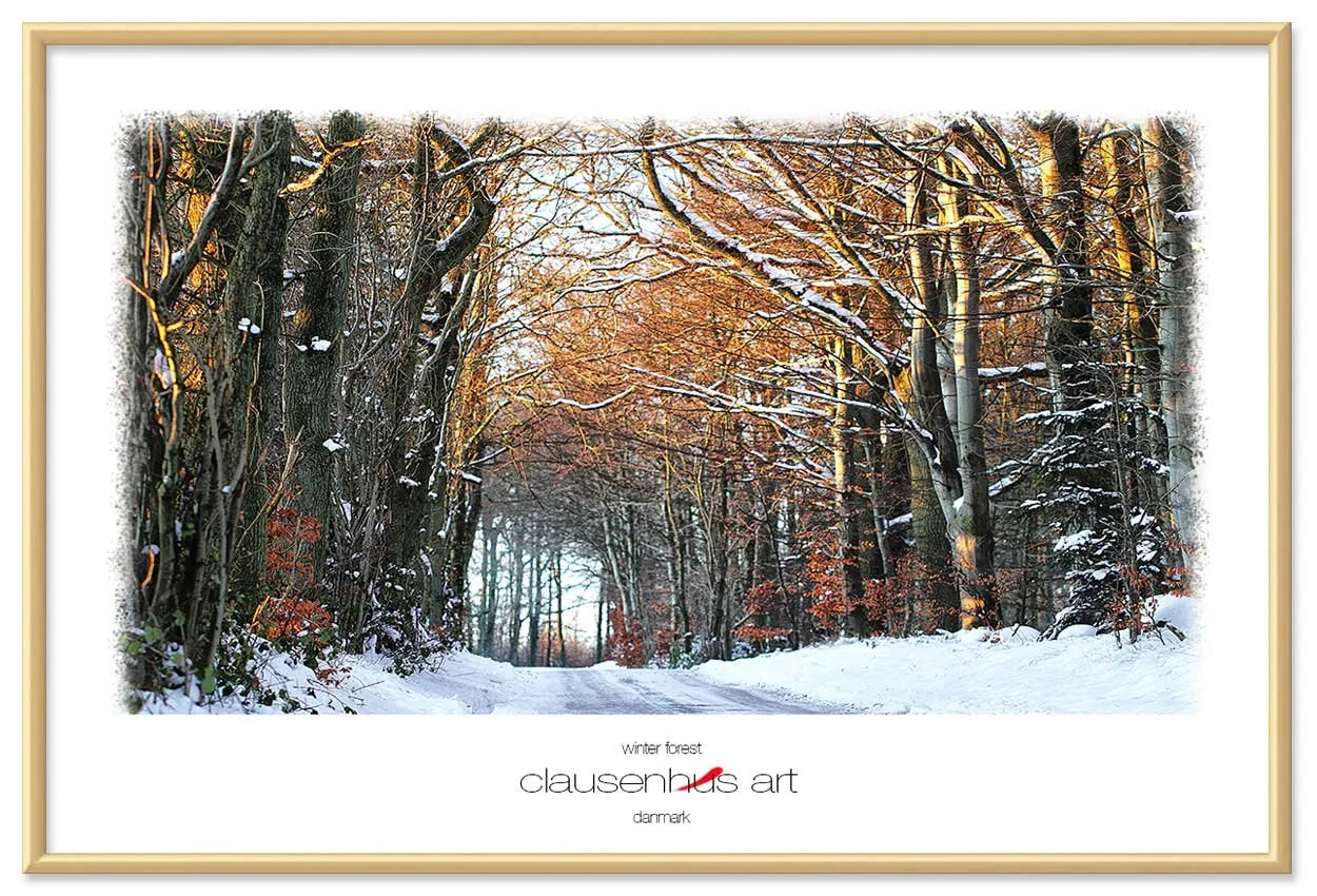 winter-forest-copy.jpg