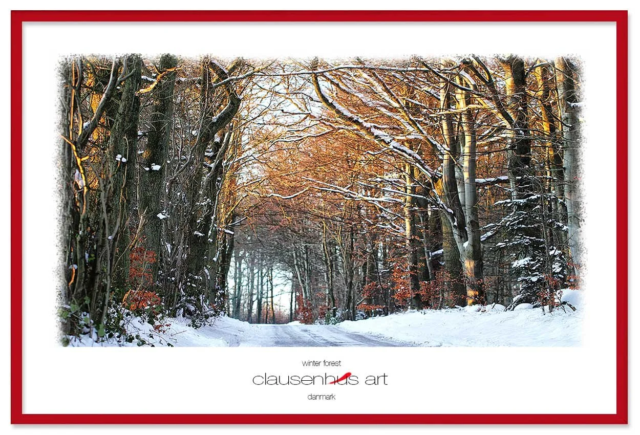 winter-forest.jpg