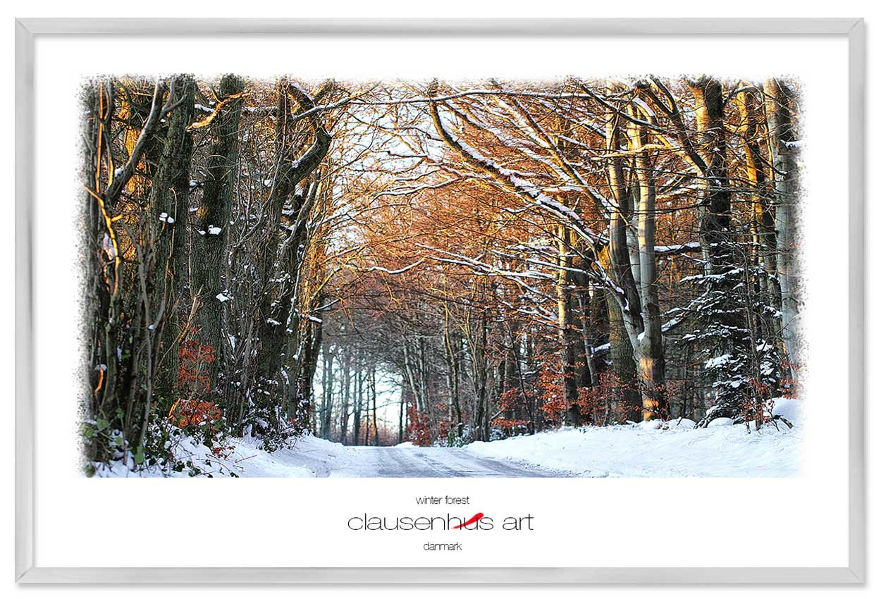 winter-forest.jpg