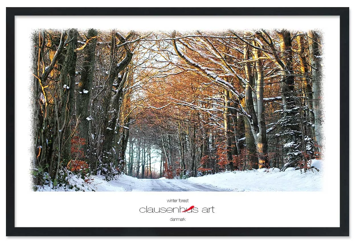 winter-forest-copy.jpg