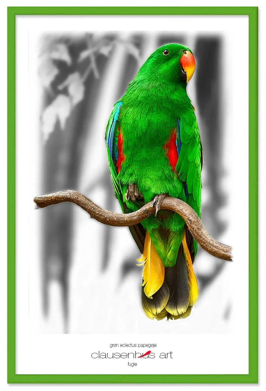 grøn-eclectus-papegøje-copy.jpg