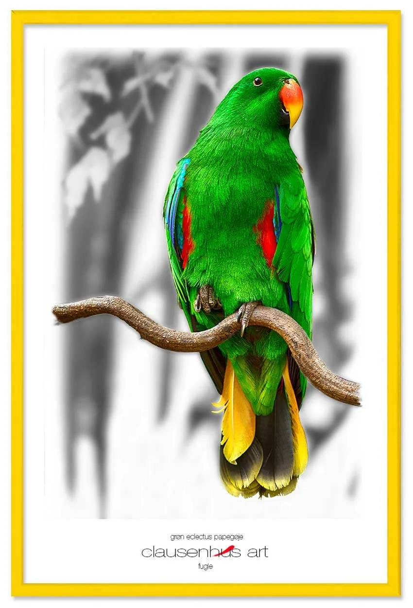 grøn-eclectus-papegøje-copy.jpg