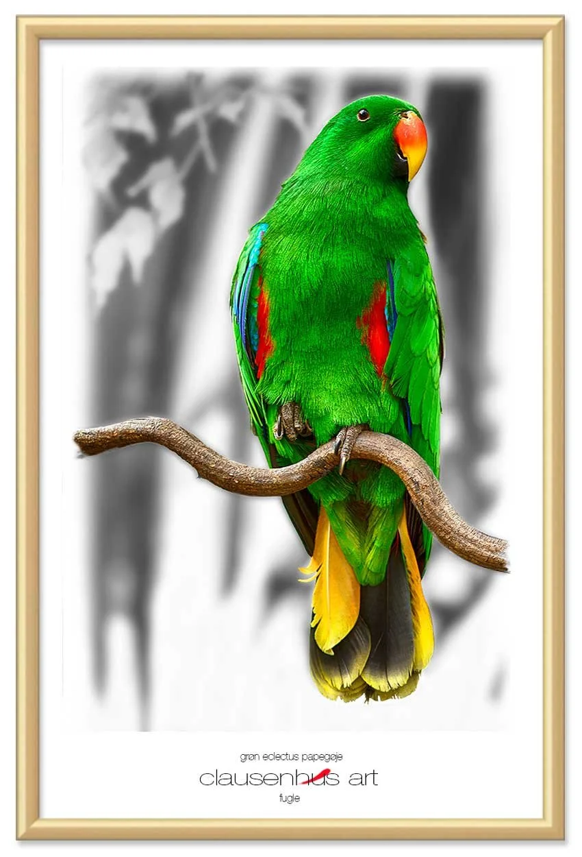 grøn-eclectus-papegøje-copy.jpg