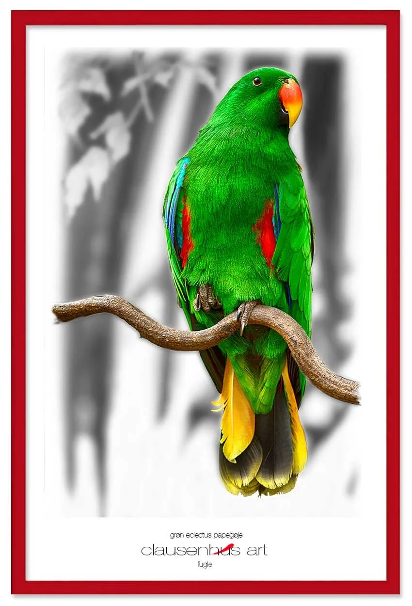 grøn-eclectus-papegøje-copy.jpg