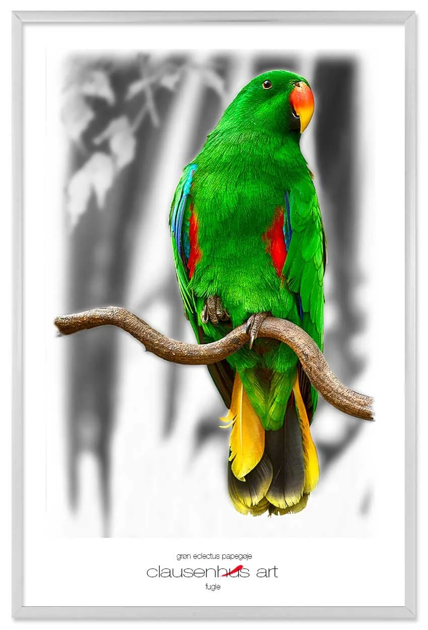 grøn-eclectus-papegøje-copy.jpg