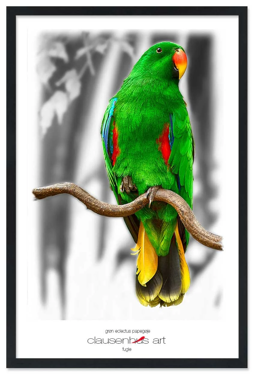 grøn-eclectus-papegøje-copy.jpg