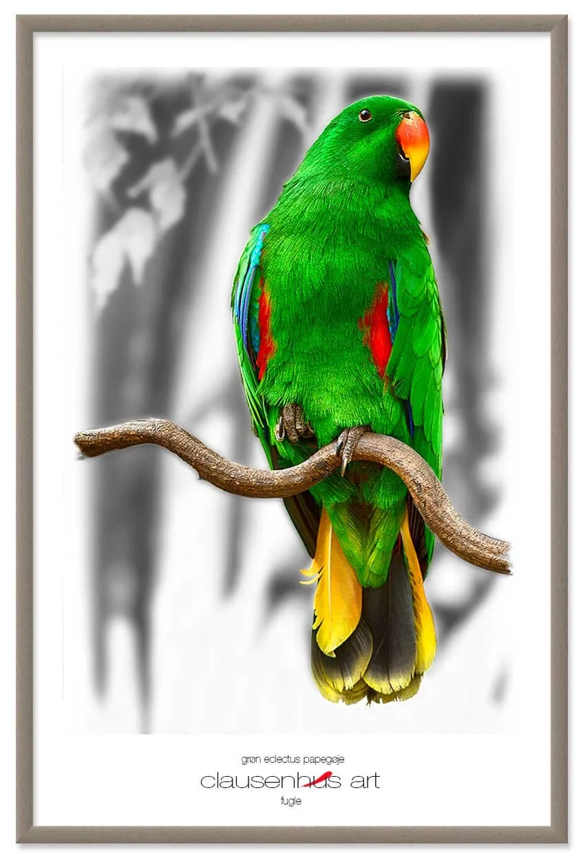 grøn-eclectus-papegøje-copy.jpg