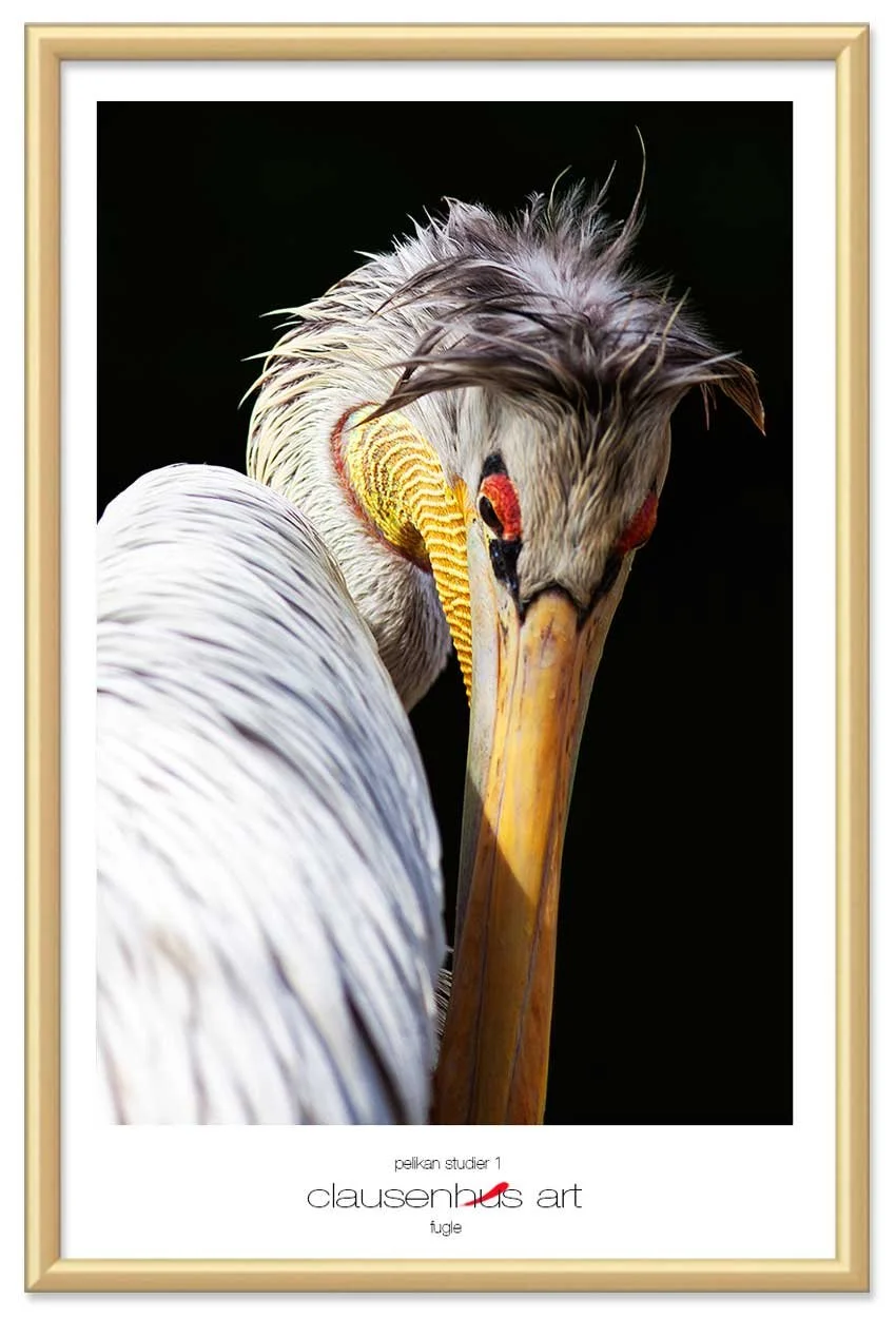 pelikan-studier-1-copy.jpg