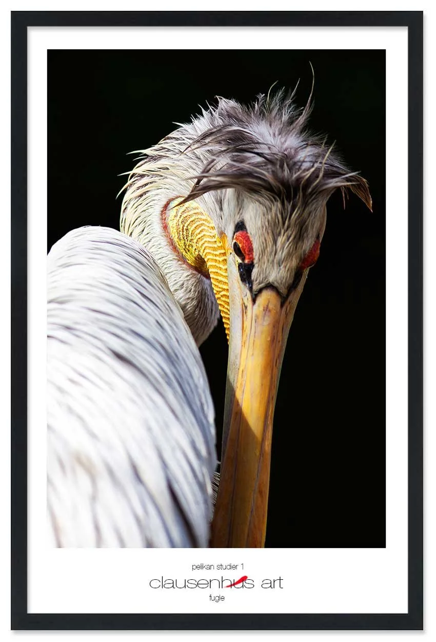 pelikan-studier-1-copy.jpg