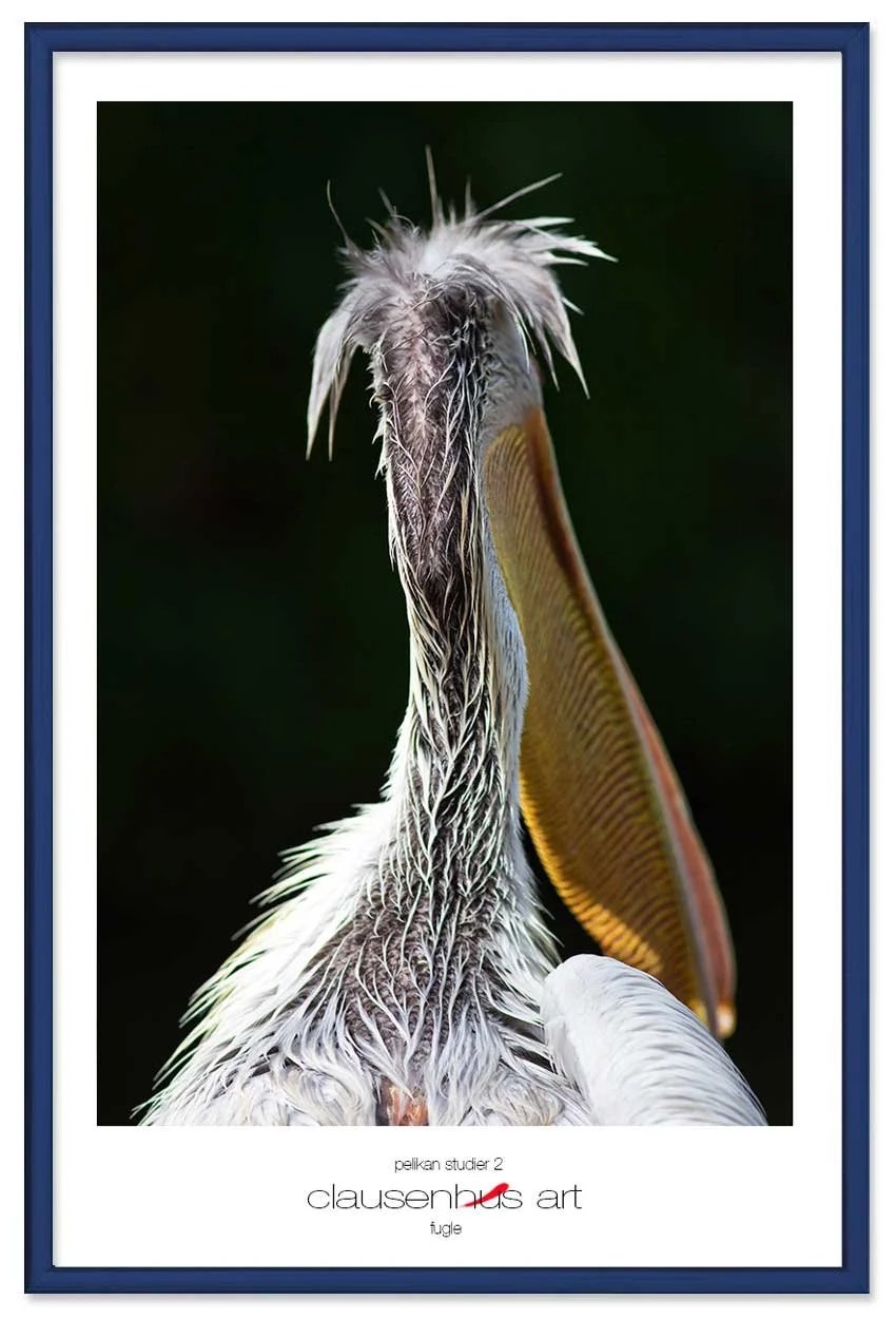 pelikan-studier-2-copy.jpg