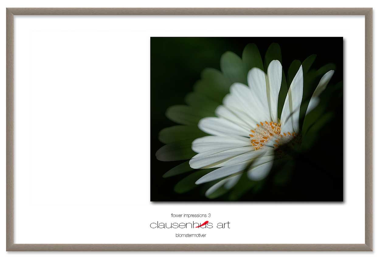 flower-impressions-3-copy.jpg