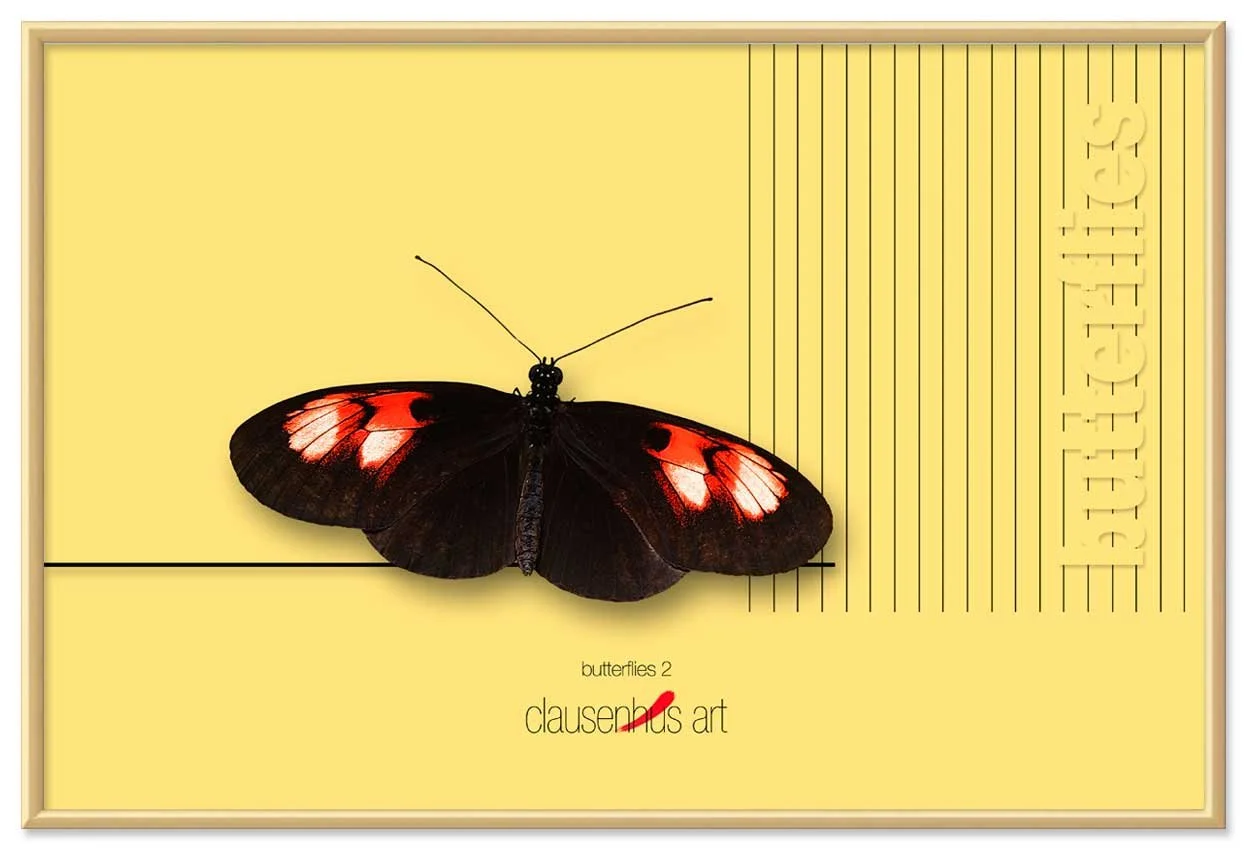 butterflies-2-copy.jpg
