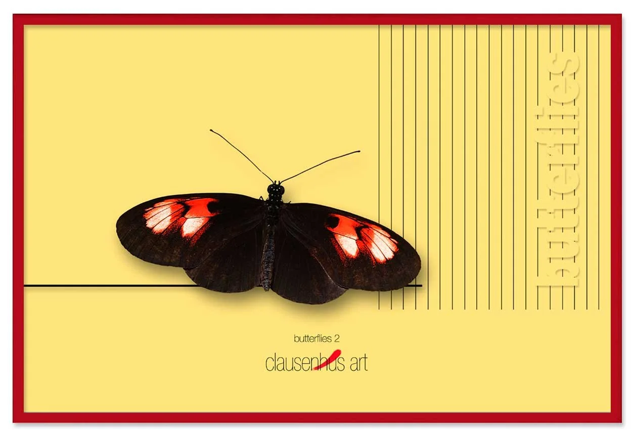 butterflies-2-copy.jpg