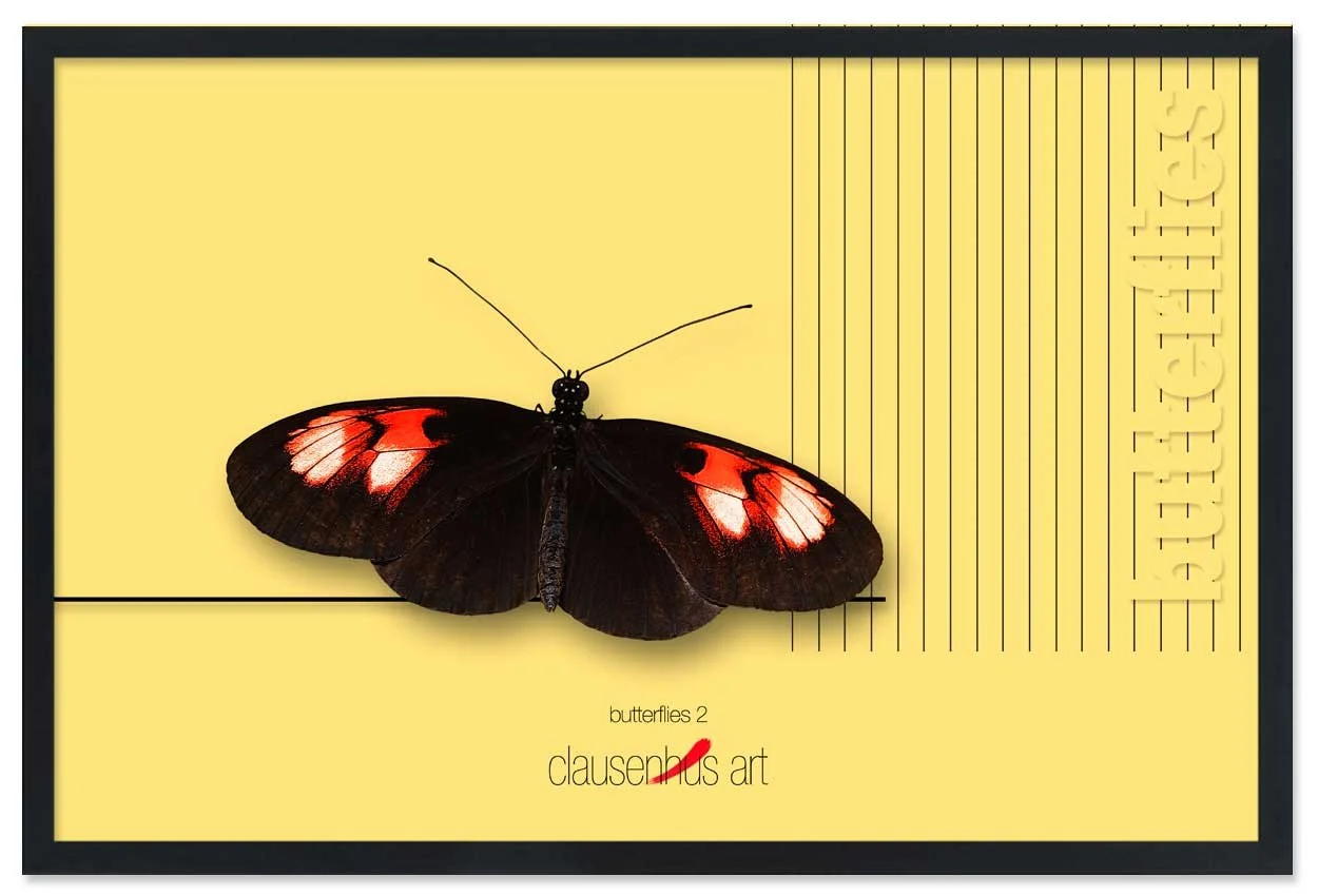 butterflies-2.jpg