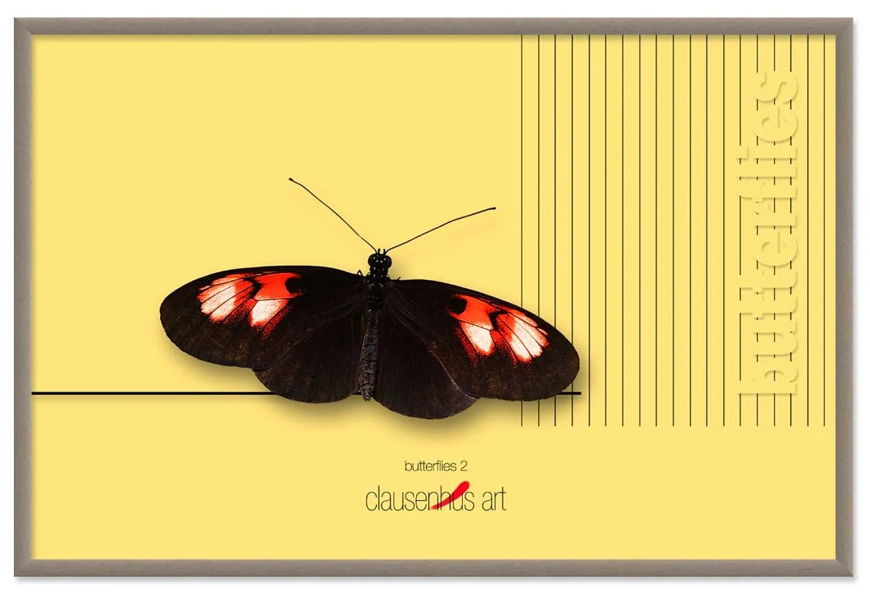 butterflies-2-copy.jpg