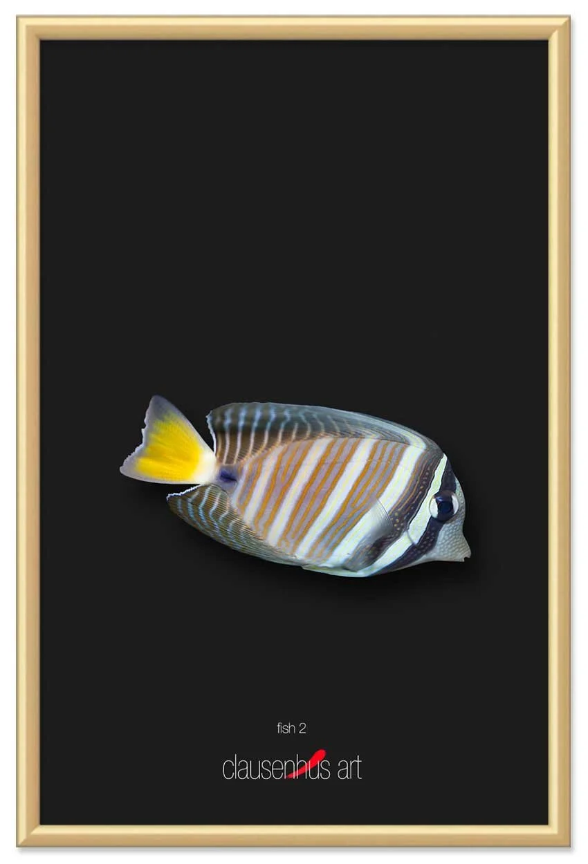 fish-2-copy.jpg