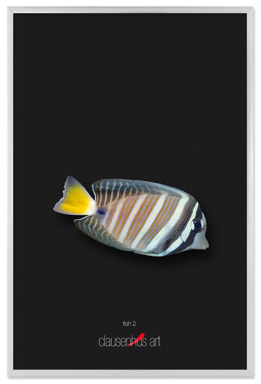 fish-2-copy.jpg