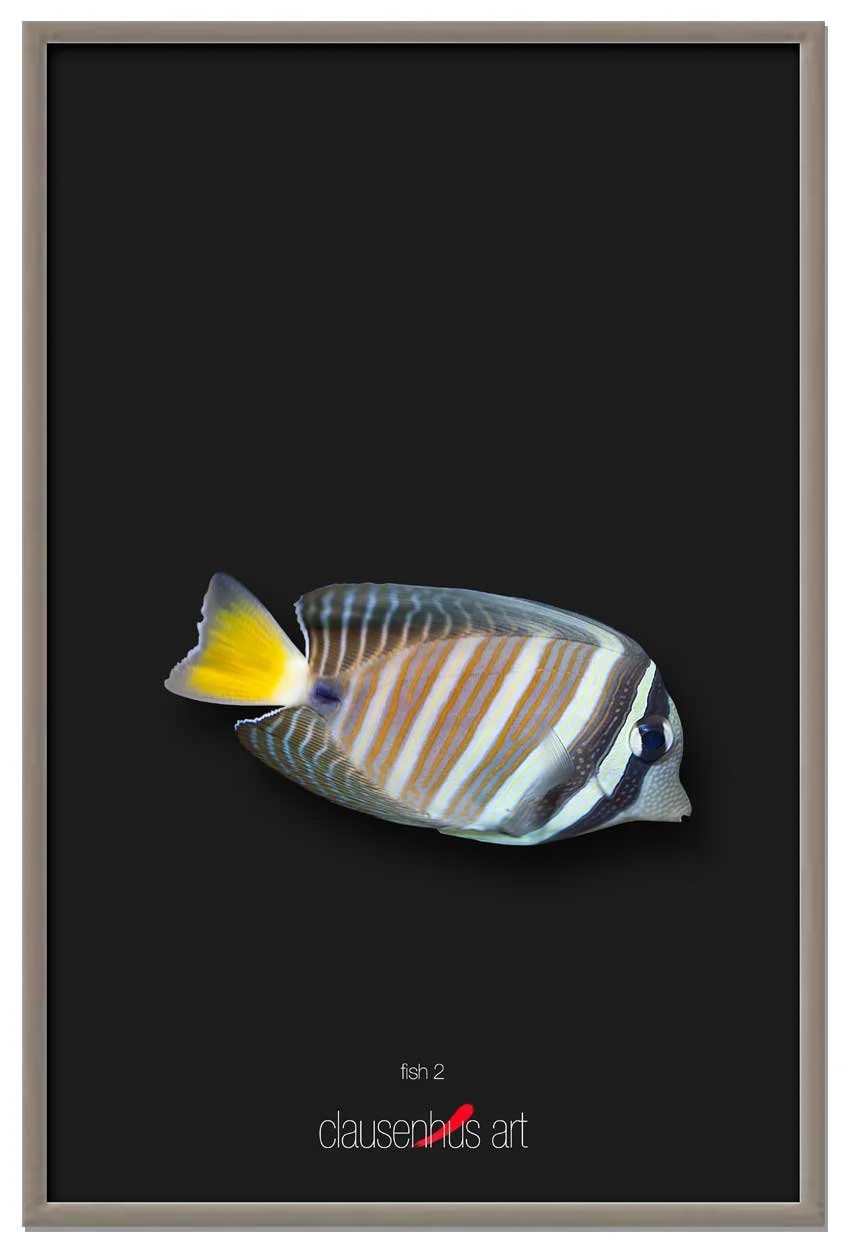 fish-2-copy.jpg