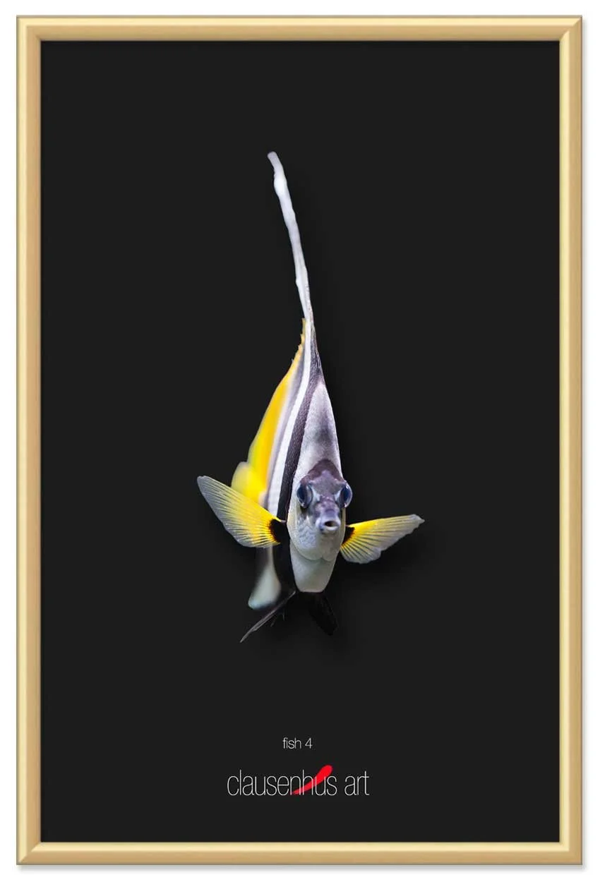 fish-4-copy.jpg