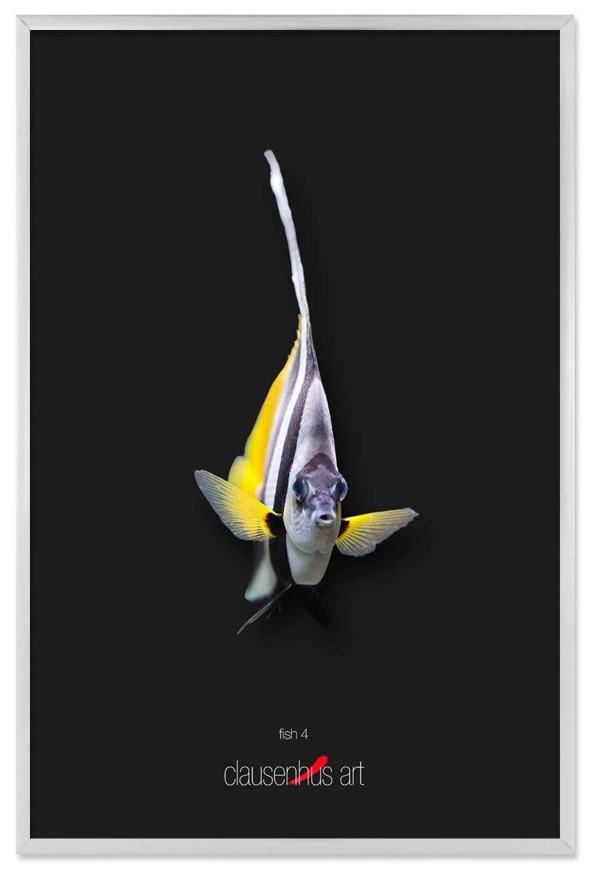 fish-4-copy.jpg