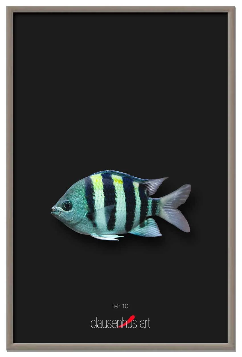 fish-10.jpg