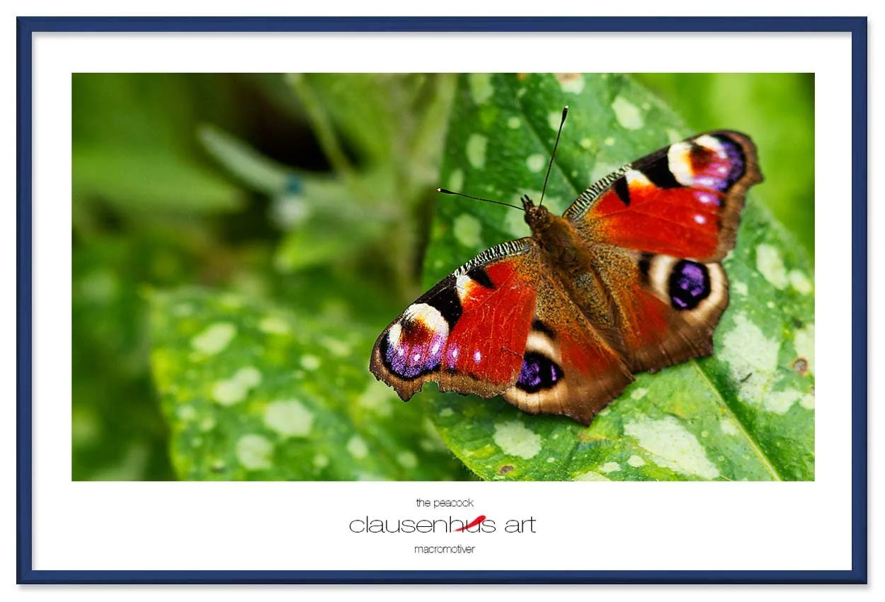 the-peacock-copy.jpg