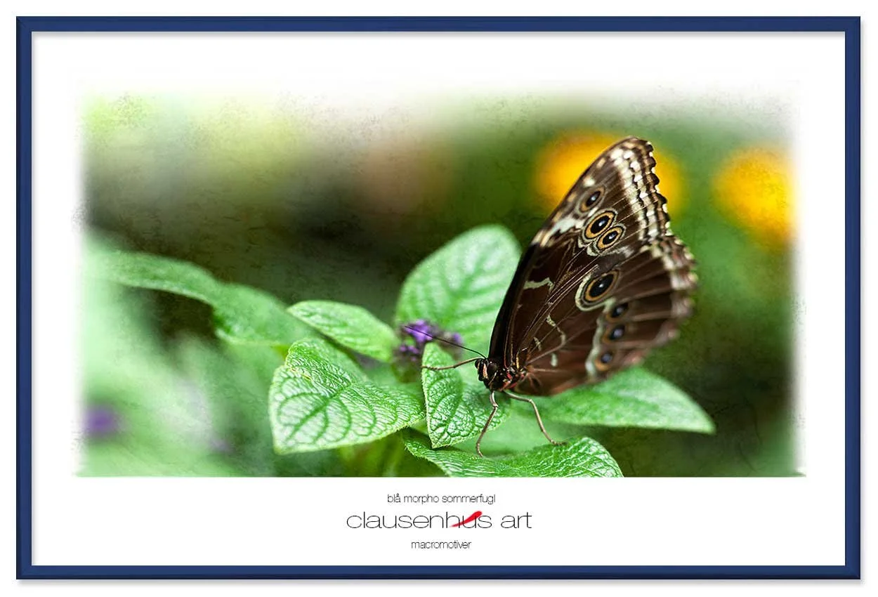 blå-morpho-sommerfugl-copy.jpg