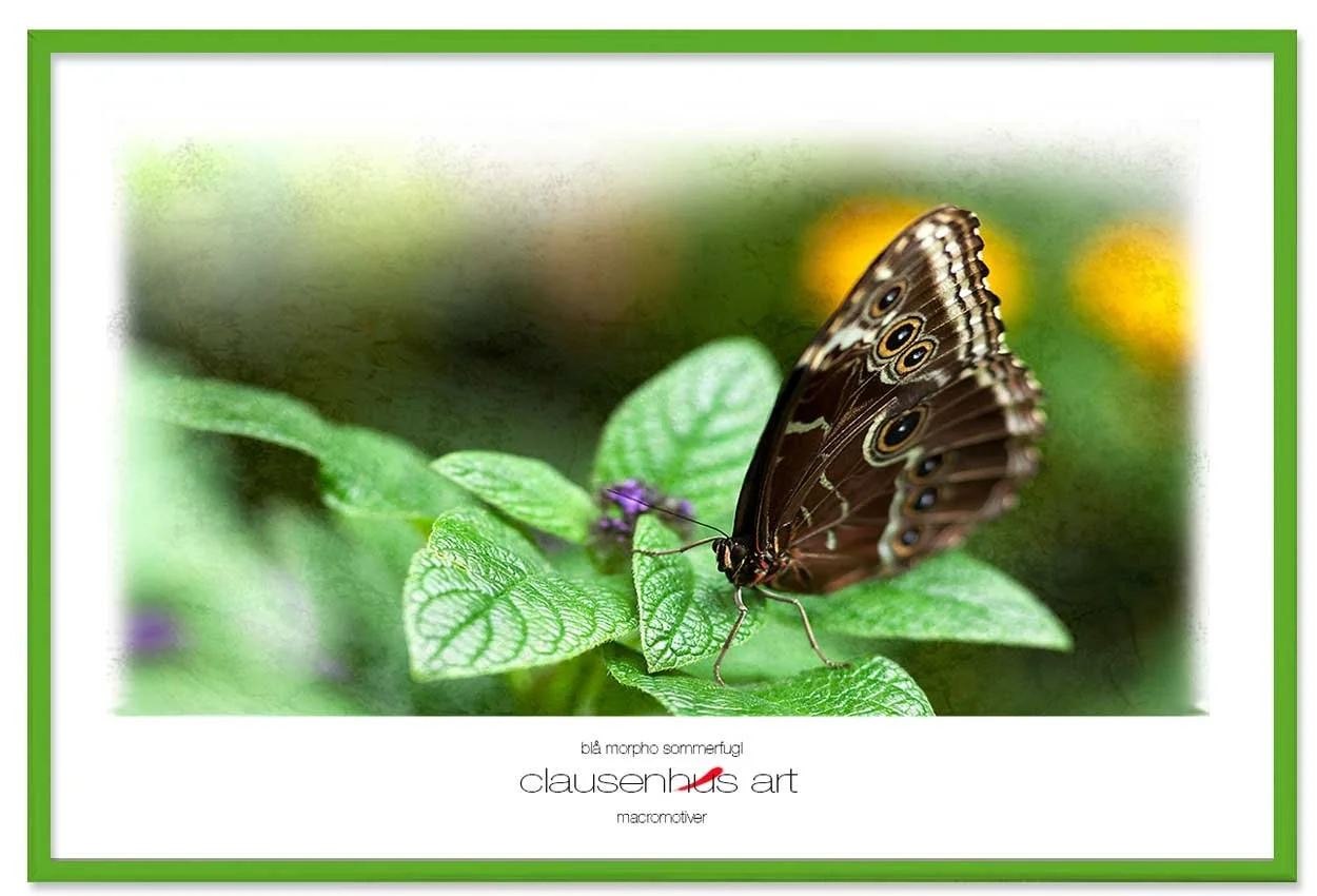 blå-morpho-sommerfugl-copy.jpg