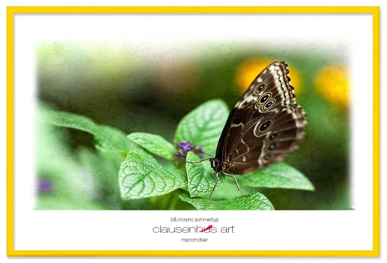 blå-morpho-sommerfugl-copy.jpg