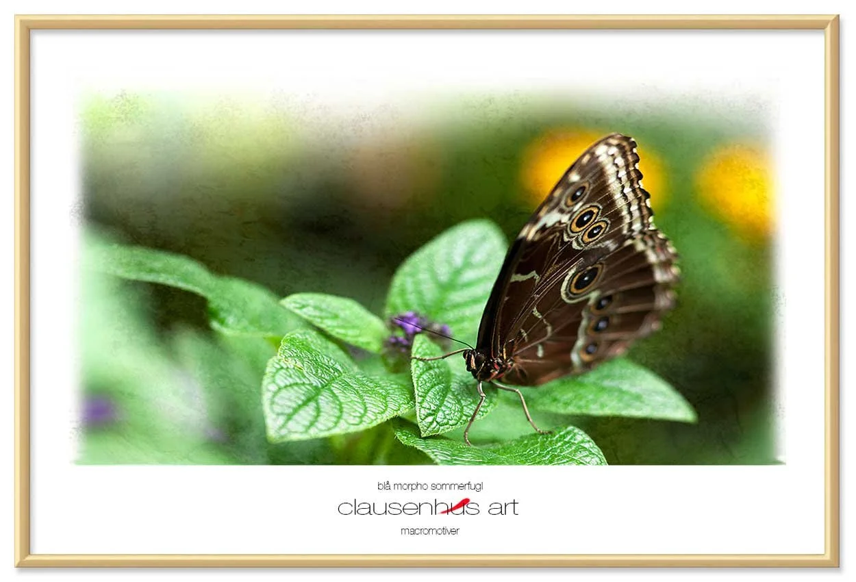 blå-morpho-sommerfugl-copy.jpg