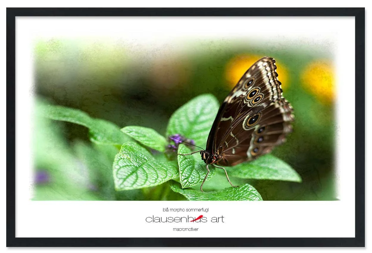 blå-morpho-sommerfugl-copy.jpg