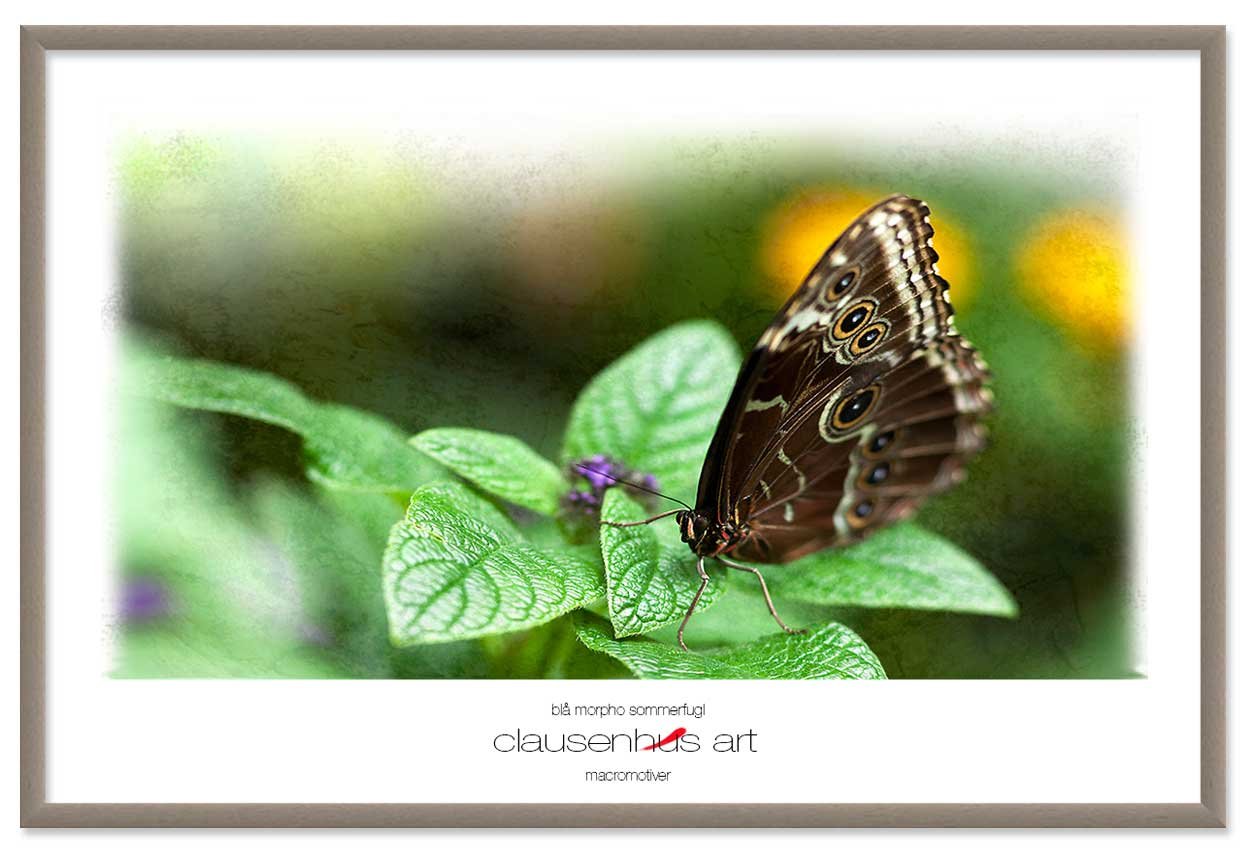 blå-morpho-sommerfugl-copy.jpg