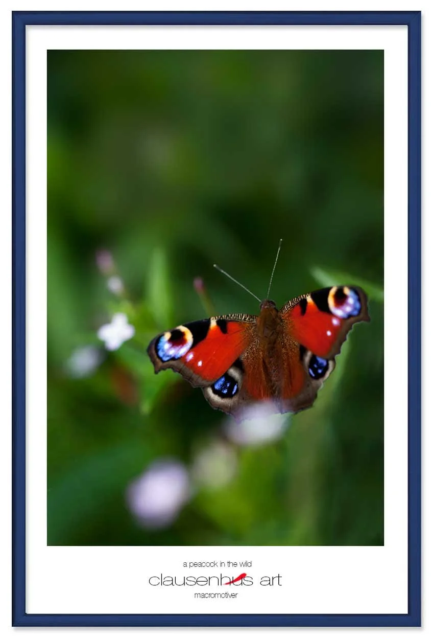 a-peacock-in-the-wild-copy.jpg