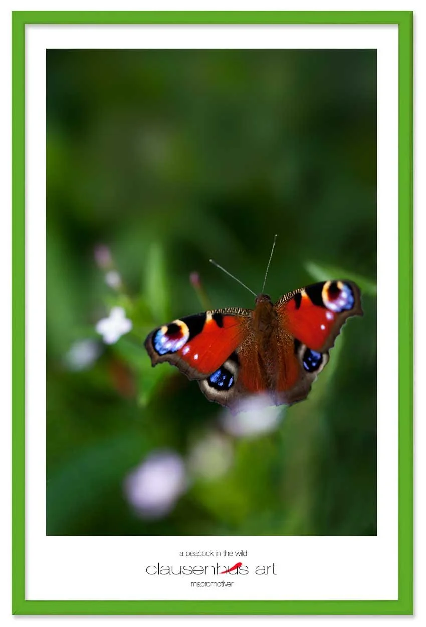 a-peacock-in-the-wild-copy.jpg