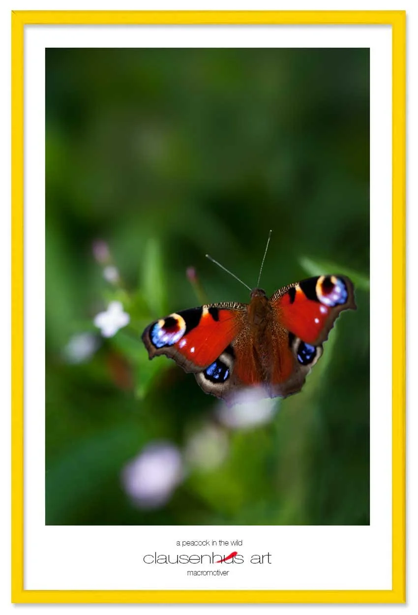 a-peacock-in-the-wild-copy.jpg