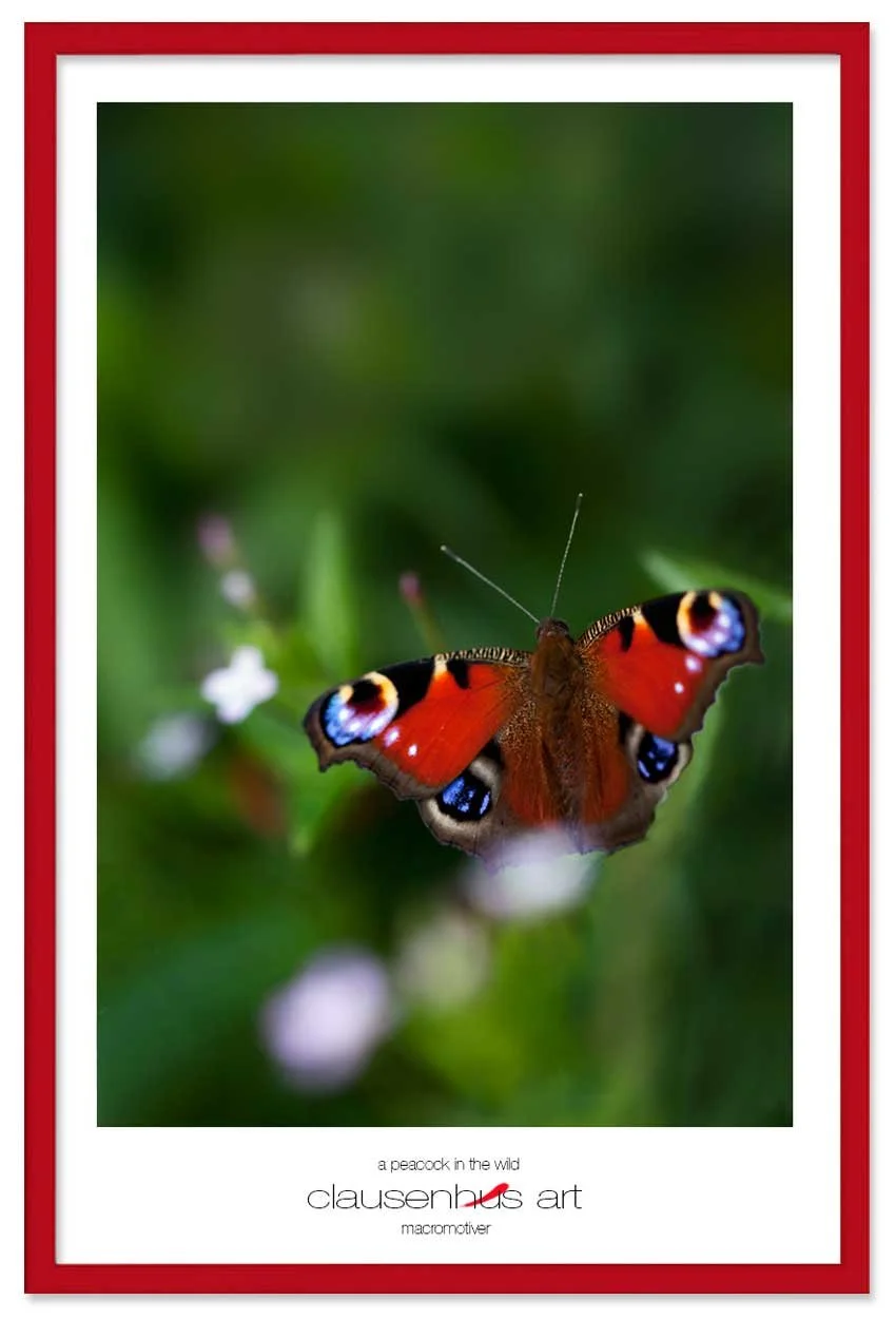 a-peacock-in-the-wild-copy.jpg