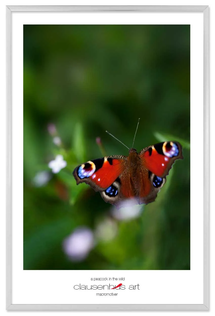 a-peacock-in-the-wild-copy.jpg