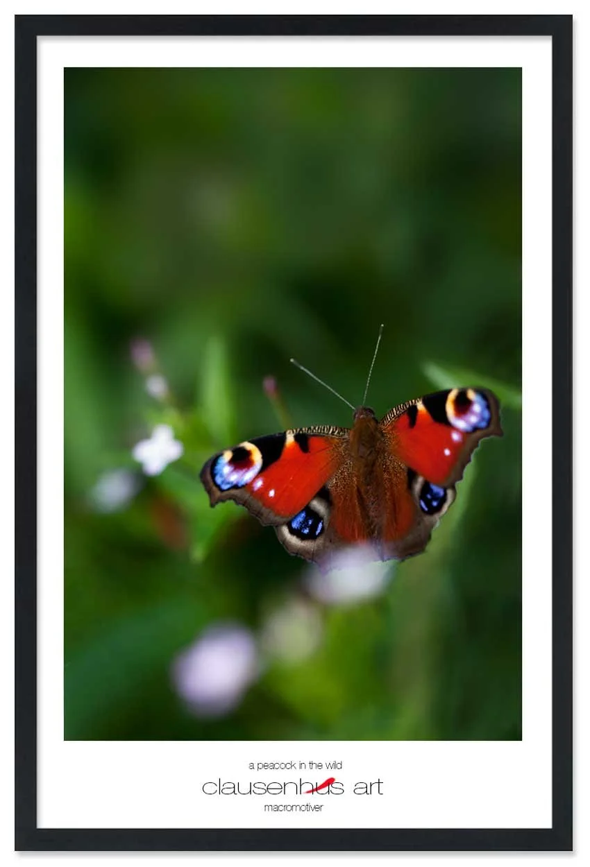 a-peacock-in-the-wild-copy.jpg