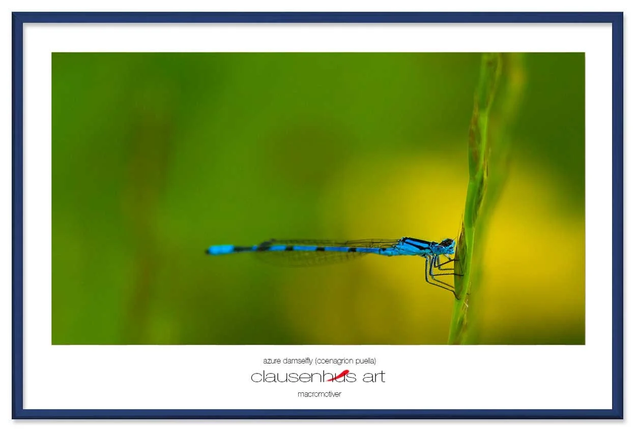 azure-damselfly-(coenagrion-puella)-copy.jpg