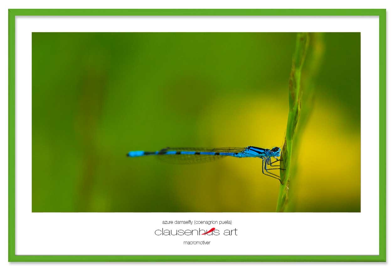 azure-damselfly-(coenagrion-puella)-copy.jpg