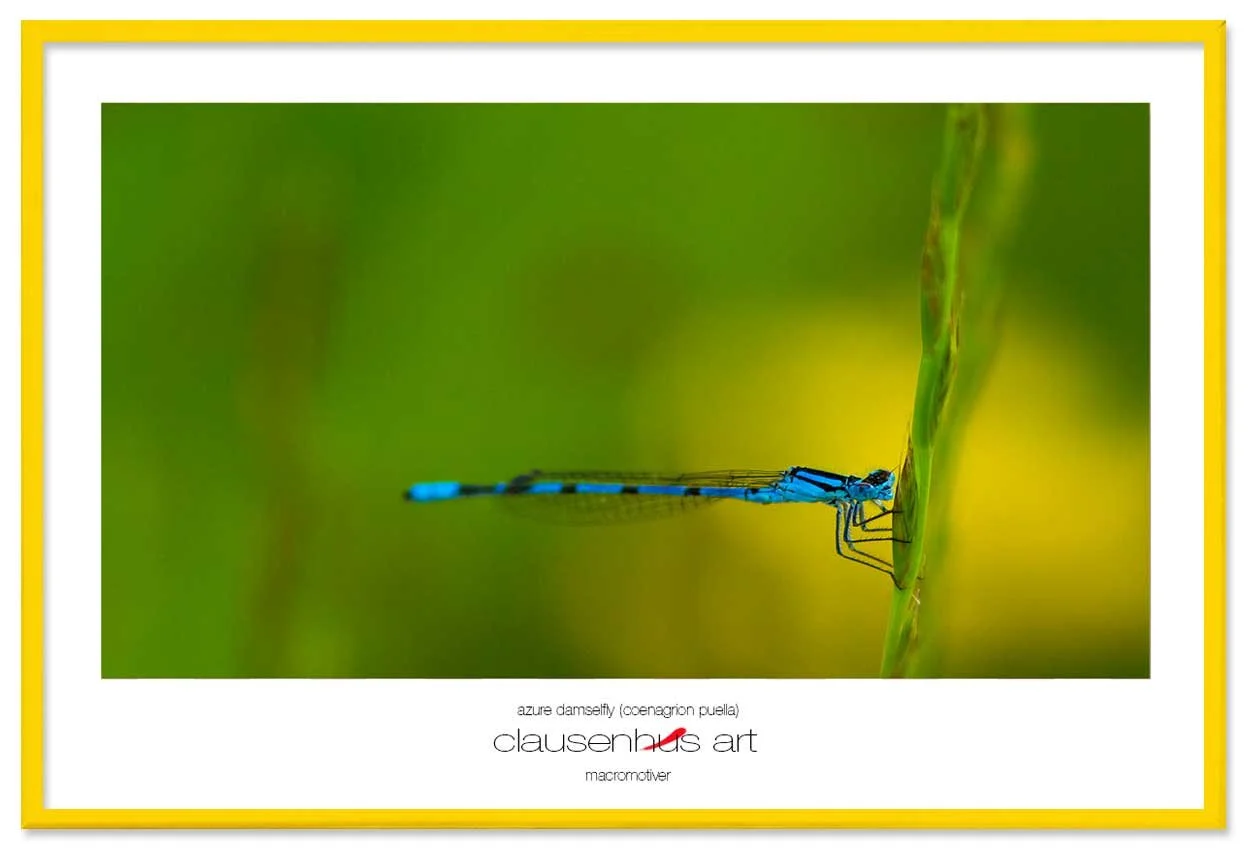 azure-damselfly-(coenagrion-puella)-copy.jpg